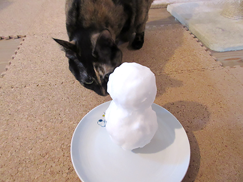 雪だるまをクンクンするあんず。