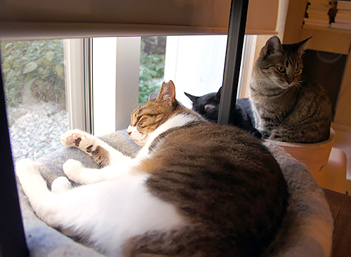 「Cat's Meow Books」で