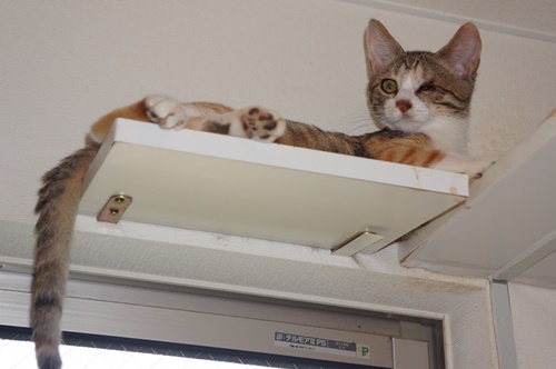 天井近くのステップでくつろぐ「りつ」　