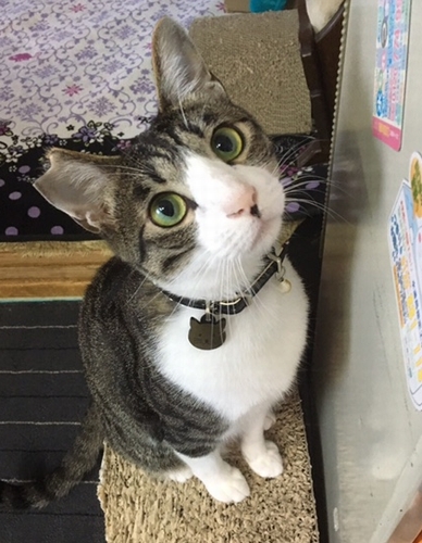 まなぶくん、何を見上げているのかな