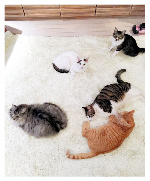くつろいだ姿を見せるとよた家の猫たち＝とよた真帆さん提供