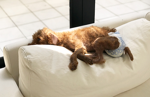 ふかふわな場所が大好き