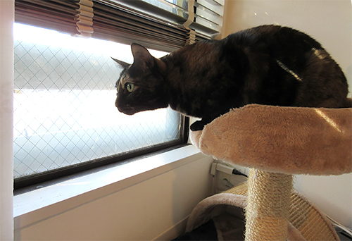 窓の外の世界はどうですか？