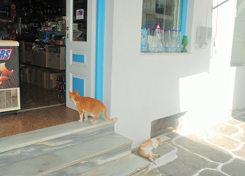 「野良ちゃんかな？ でもいつもここにいるなぁ」と思って伺ったら、飼い猫さんでした（パロス島・ナウサ）