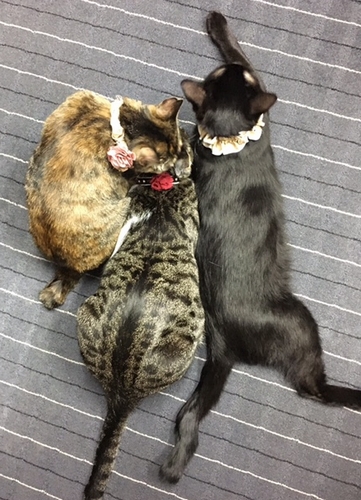 はなこ、まなぶ、まさる