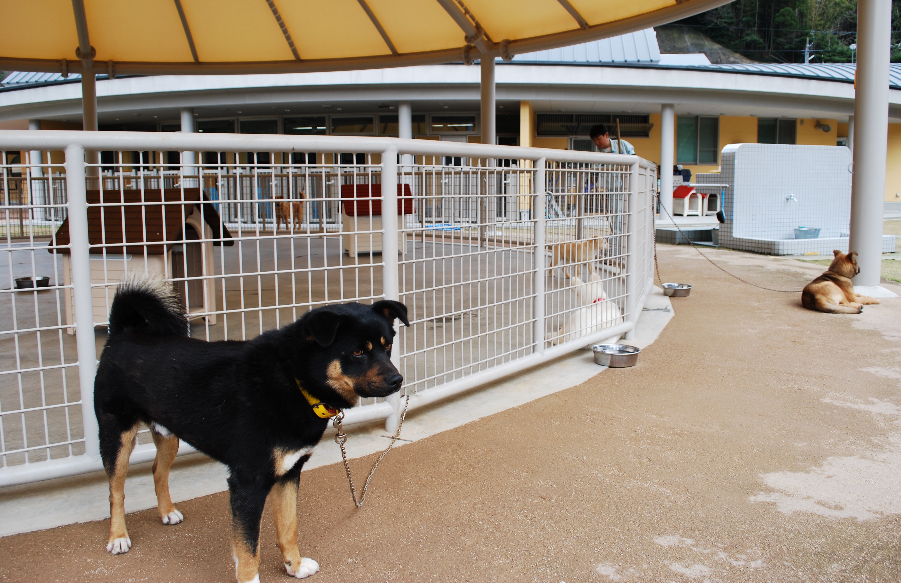 殺処分ゼロ 熊本の挑戦 殺さない方法はきっとある 犬 猫との幸せな暮らしのためのペット情報サイト Sippo