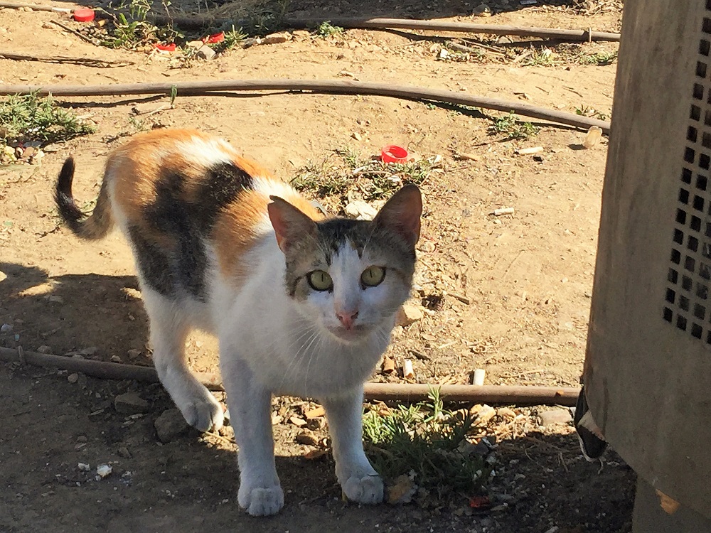 はっ、変な人に見つかってしまった．．．。