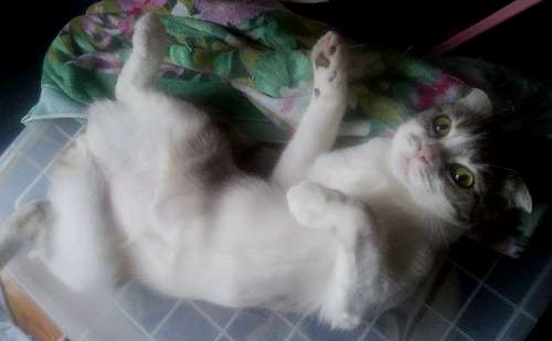 ひっくり返って、遊ぼうよと誘う。人懐こい性格の冬子