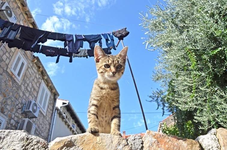 写真＝小林希　（デジタルカメラマガジン）