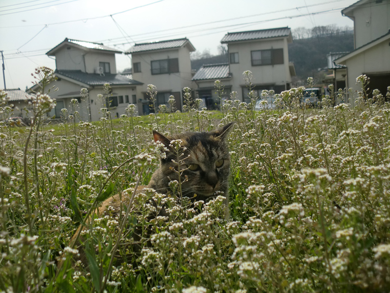 『縁側ネコ一家　ありのままハハケルとマイケルとミカンたち』（さくら舎）より