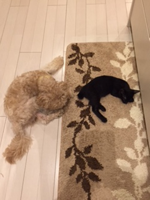 仲良く昼寝(バニラはマットからはみでています）