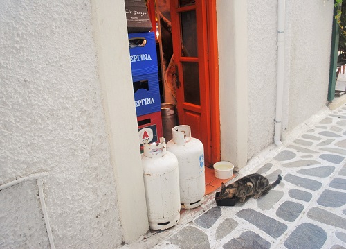 人通りの多い通り沿いのカフェの裏口には、ネコの餌場があることが多い（港近く）