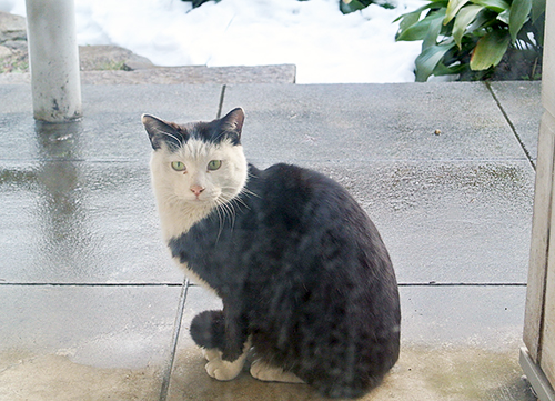 雪とともに現れたカッパちゃん