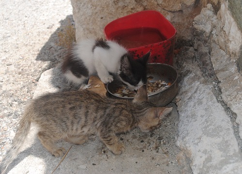 カロミラさんのごはん美味しい！今日はお魚！