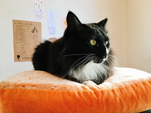 ごるごの性格はワイルドらしい（安達さん提供）