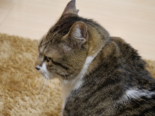 左の耳の欠けは、去勢後の印でなく怪我の名残り