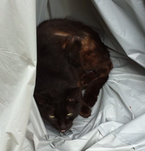 発見時、ひどく衰弱していた（2012年）