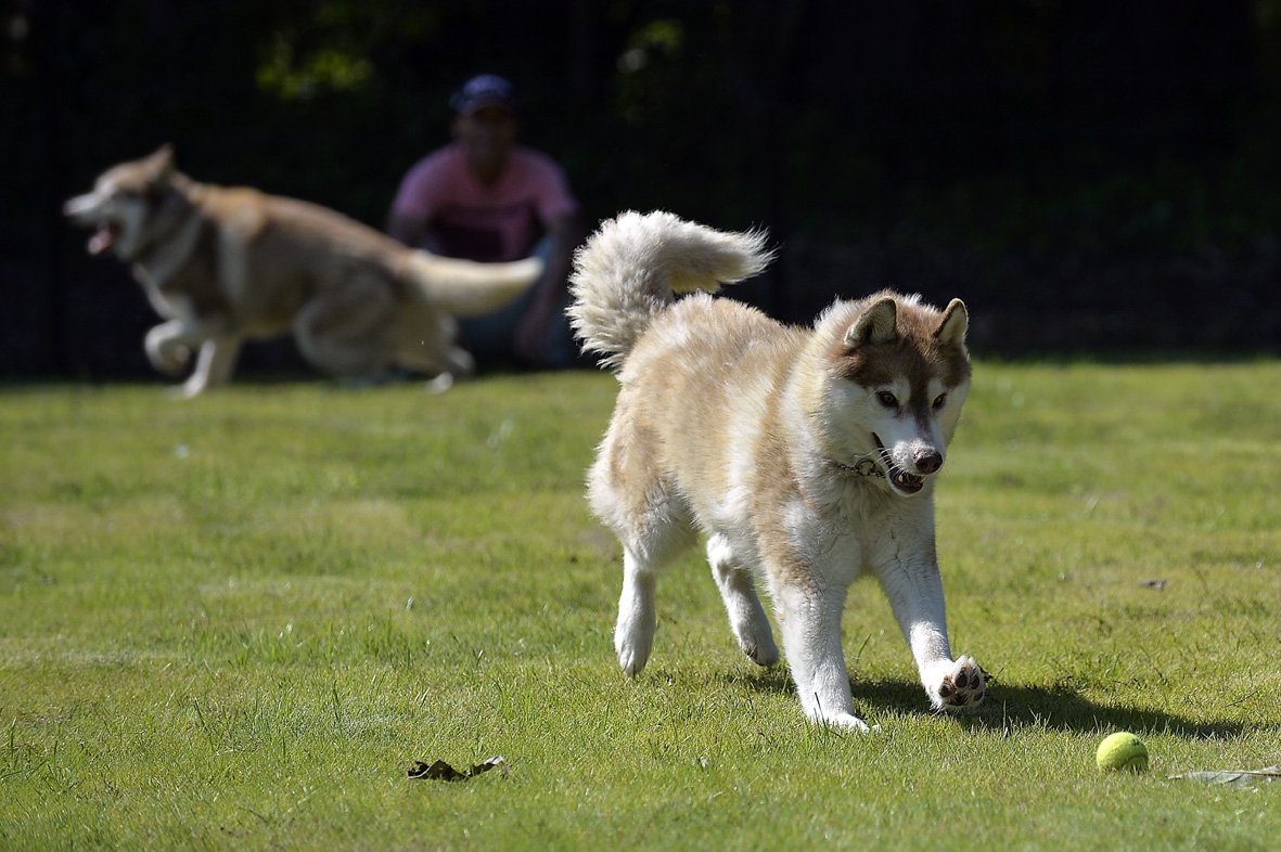 赤間さんが昨年、手作りしたドッグラン　（太田康介撮影）