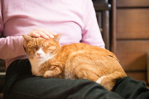 家族の膝の上がおきにいり　写真＝上村雄高