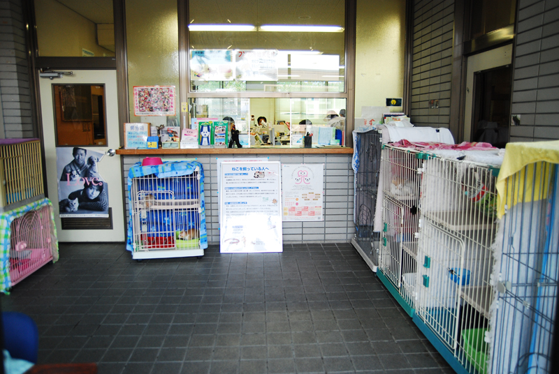 センター内には譲渡対象の猫たちのケージがズラリ＝集英社みらい文庫提供