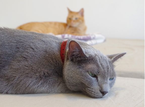 ロシアンブルーの“ムスカ”は冷静で物静かな王様