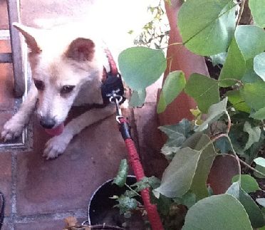 チェリーの旅立ち後にリサさんはひきこもり、その後、モモを迎えた