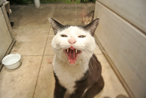 ごはんをあげても、シャー！