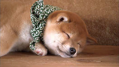 ７代目豆助（２０１１年４月～同年９月）＝テレビ大阪提供