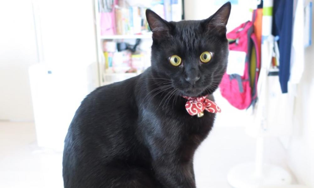 ニャーミー★黒猫 2019-1_1000x.jpg?v=1675254203
