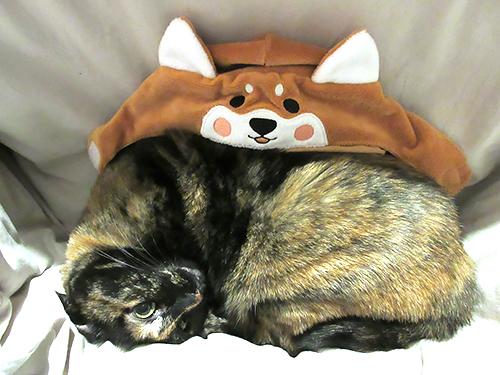 かぶることを拒否され、並べて撮影の図…