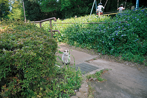 近所の公園に現われたぽー　扶桑社/(C)太田康介