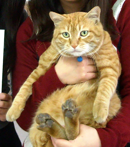 両備トランスポートを見回っているトランスＪｒ。野良猫でポートと共に不定期で会社の安全を見守っている＝２０１３年１月、両備グループ提供