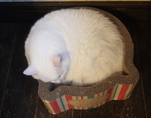 身体の大きな「マツコ」（辰巳出版 / 佐竹茉莉子)