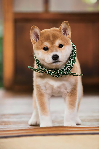 １７代目豆助（２０１６年４月～同年９月）＝テレビ大阪提供