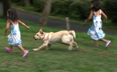 ドッグランで姉妹と走る、気持ちいいー
