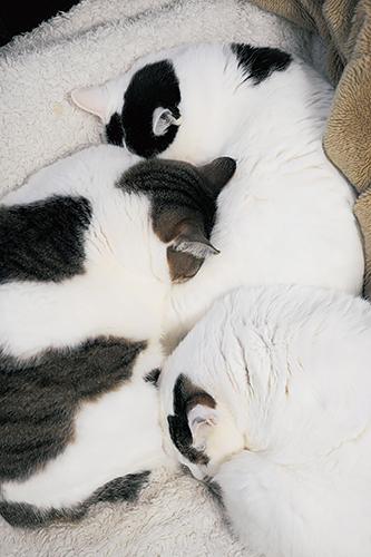 「とら」と「まる」と寝るようになったぽー　扶桑社/(C)太田康介