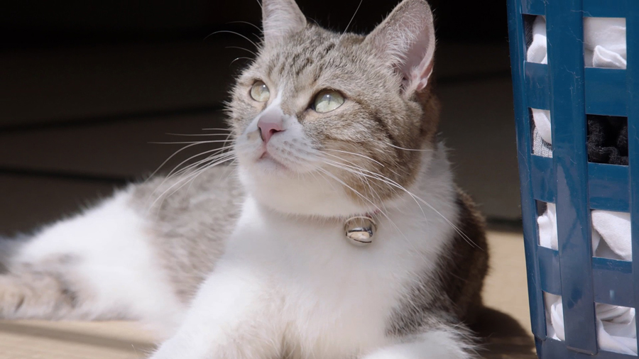 三菱電機「ニクイねぇ！シアター」 第3弾「Father」より