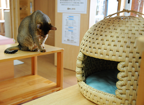 猫を大切にする猫カフェ ちぐら 無理に抱っこ は禁止 犬 猫との幸せな暮らしのためのペット情報サイト Sippo 猫を大切にする猫カフェ ちぐら 無理に抱っこ は禁止 犬 猫との幸せな暮らしのためのペット情報サイト Sippo