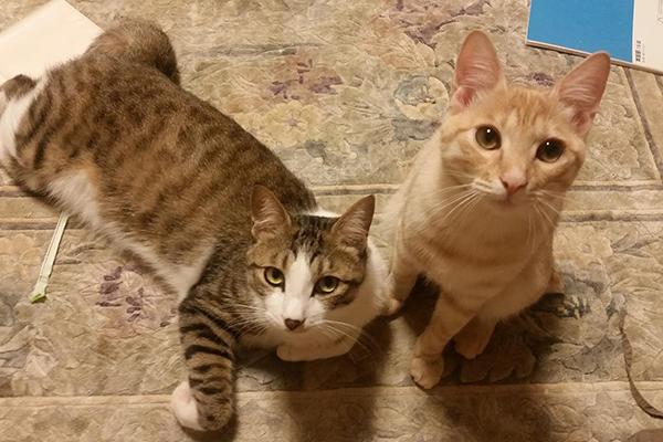 現在のジャッキー（左）。右は弟猫「きなこ」