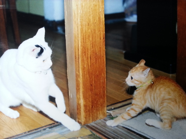 かつてはこんなに体の大きさも違ったミミ（右）と