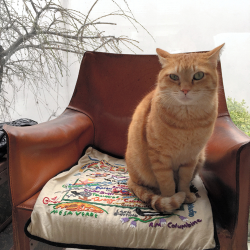 茶々丸（オス、推定５歳）＝とよた真帆さん提供