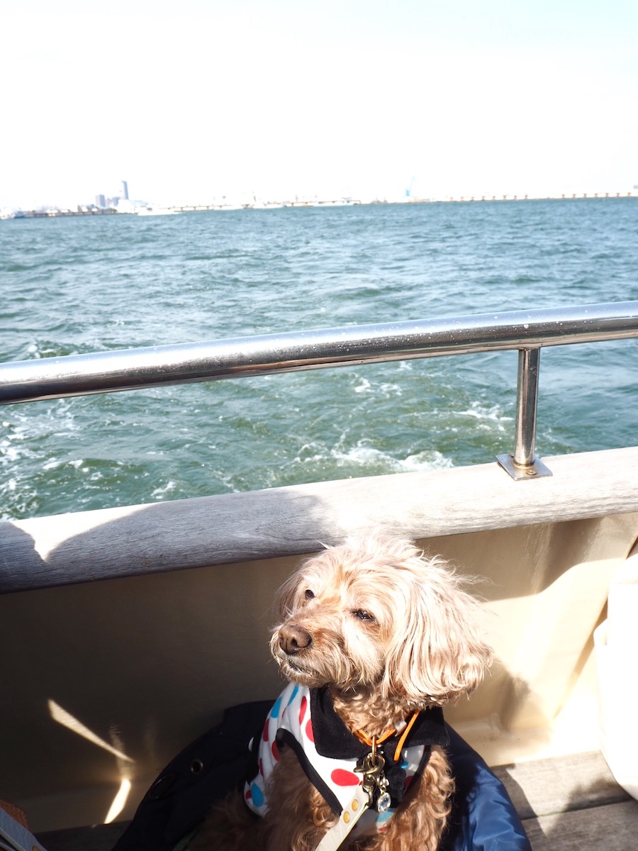 「ふ。日差しがまぶしいぜワン」。海風を受けてニヒルなぷりさん。