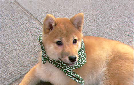 ２代目豆助（２００９年５月～同年１０月）＝テレビ大阪提供