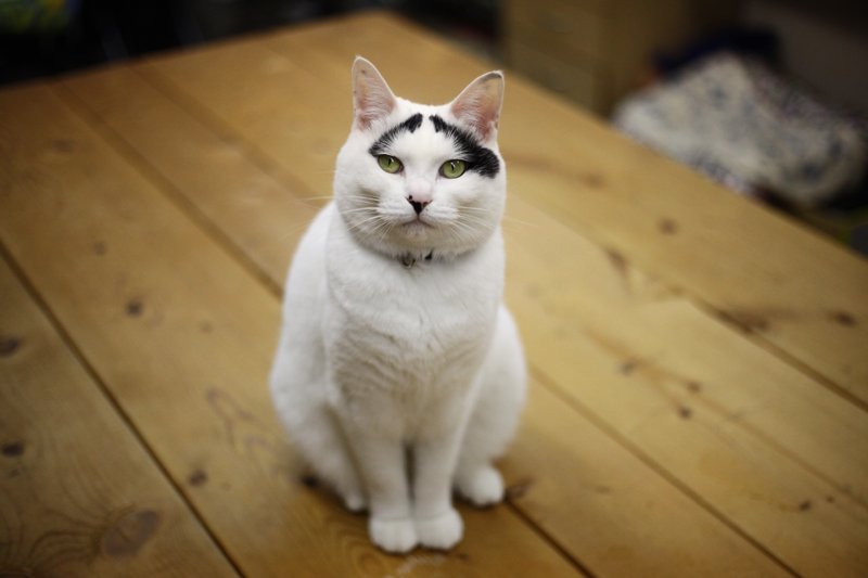 集英社みらい文庫提供