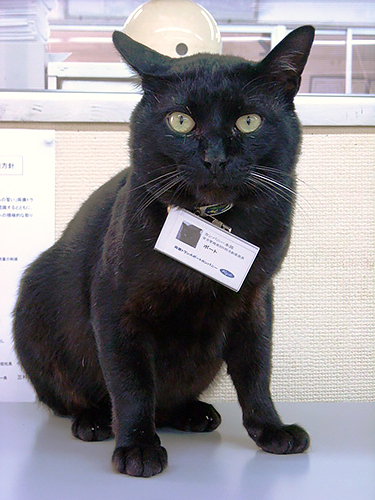 両備トランスポートのポート。野良猫で、今は亡きトランスと共に会社周辺にいたところを見初められた＝両備グループ提供