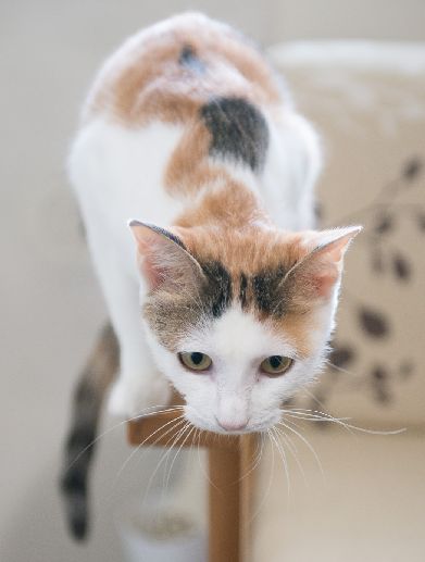 現在、預かり中の保護猫　三毛の「のんの」　写真＝上村雄高