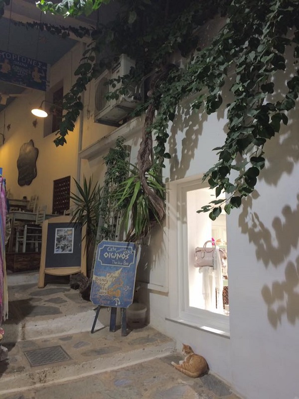 奥のバーがにぎわう時間を静かに待つ猫（スコぺロス島）