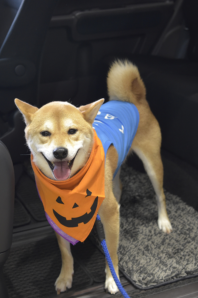 「ワン待てチャレンジ」も簡単にクリア