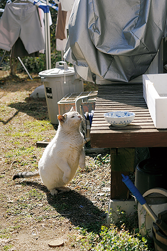 太田家の縁側で「よっこらしょ。さてご飯でも食べるかな」扶桑社/(C)太田康介