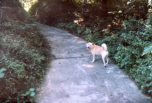 高野山の案内犬として多くの参拝者らに愛されたゴン＝慈尊院提供_2